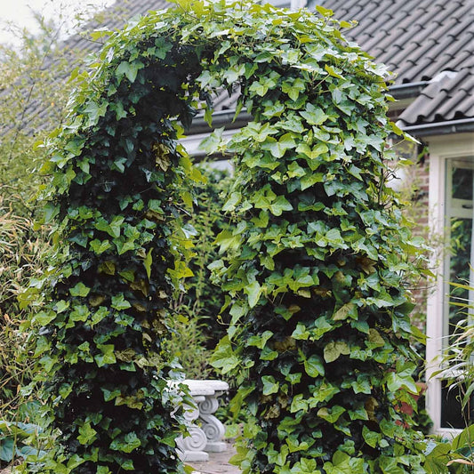 3 Lierres d'Irlande - Bakker