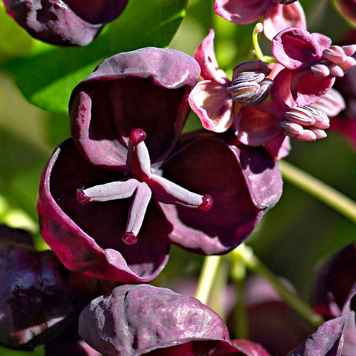 Akébie à cinq feuilles 'Quinata' - Akebia quinata - Bakker