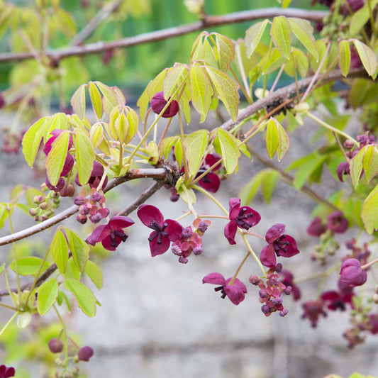 Bakker - Akébie à cinq feuilles 'Quinata' - Akebia quinata