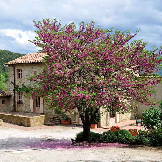 Cercis siliquastrum - Arbre de Judée - Arbres