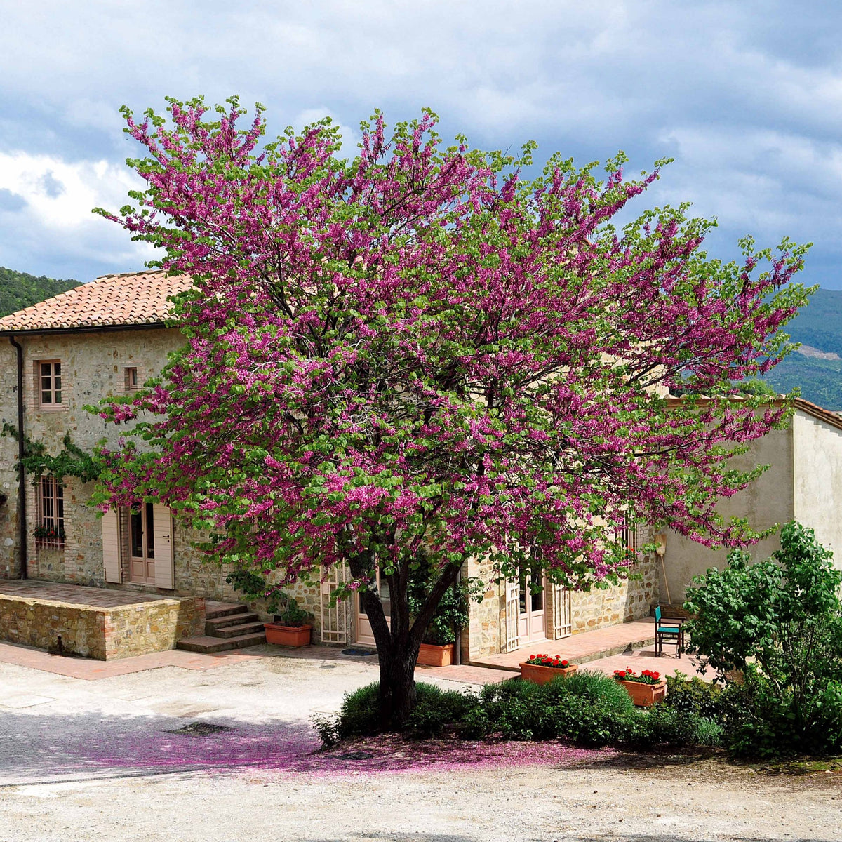 Collection de 2 arbustes : Forsythia et Arbre de Judée - Cercis siliquastrum et forsythia x intermedia spectabilis - Bakker