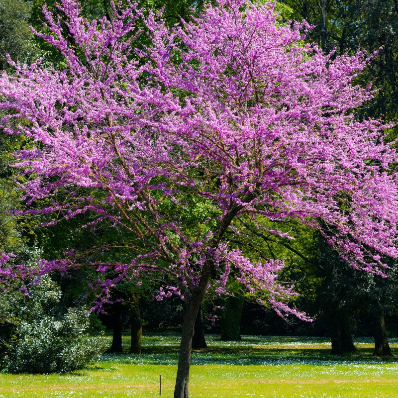 Arbres fleuris