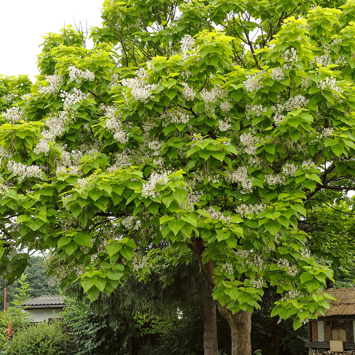 Catalpa commun - Catalpa bignonioides - Bakker