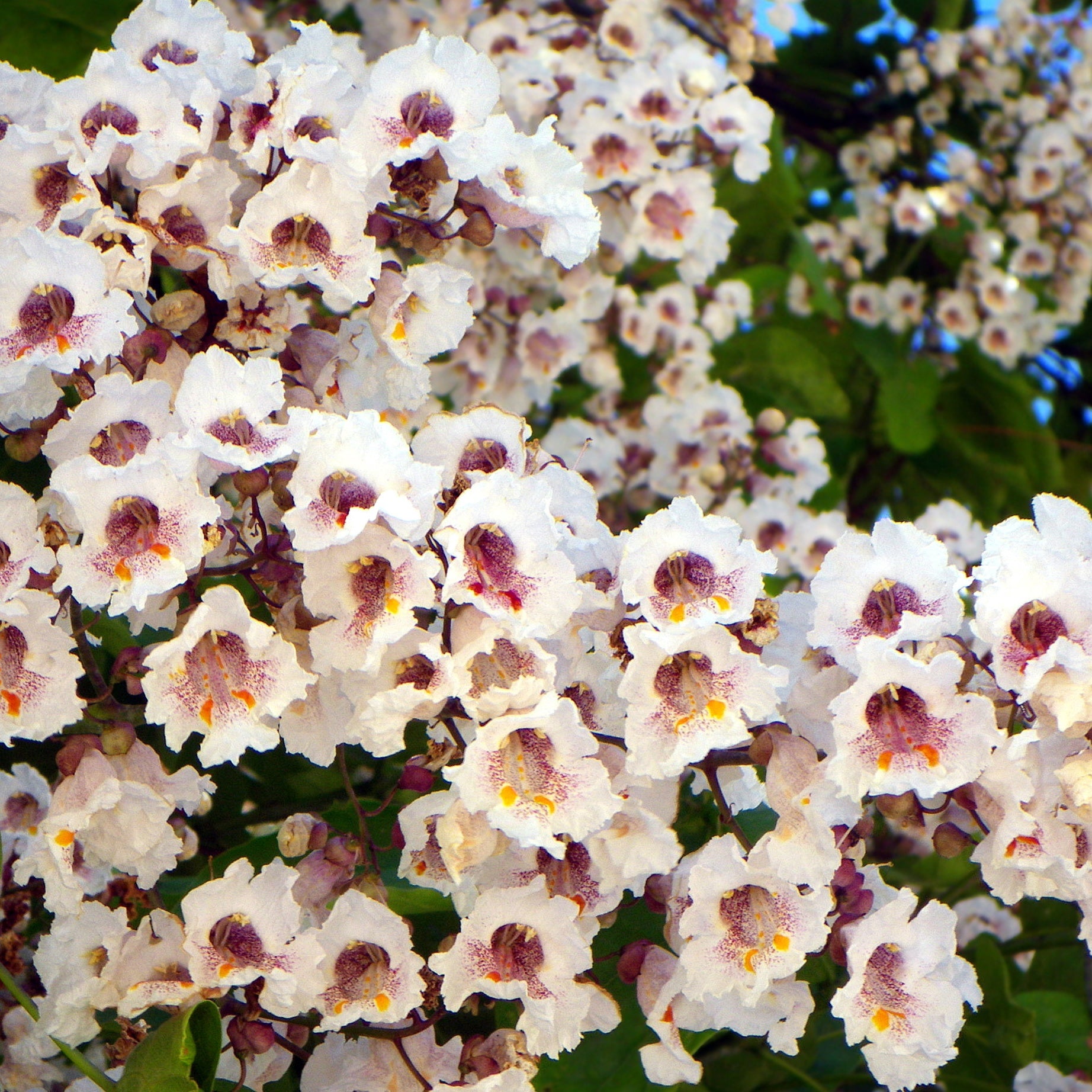 Arbres à trompettes - Catalpa - Catalpa commun - Catalpa bignonioides