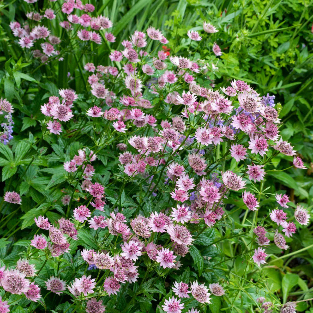 Astrance 'Roma' - Astrantia major Roma - Bakker
