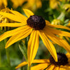 Rudbeckia fulgida 'Goldsturm' - Arbustes à papillons et plantes mellifères