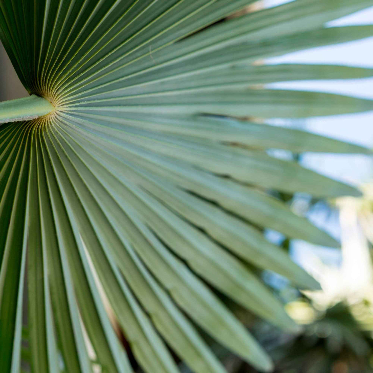 Palmier nain de Méditerranée - Chamaerops humilis - Bakker