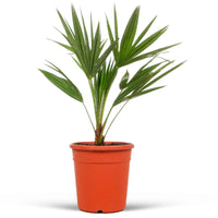 Palmier nain de Méditerranée - 1x Plante : Hauteur à la livraison 35-40 cm, dimension du pot Diamètre 18 cm - Fleurs d été - undefined