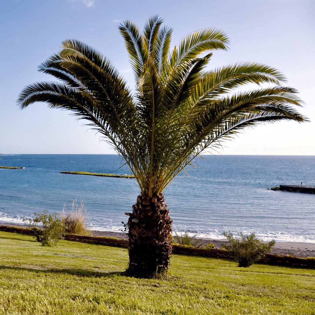 Palmiers - Palmier des Canaries - Phoenix canariensis