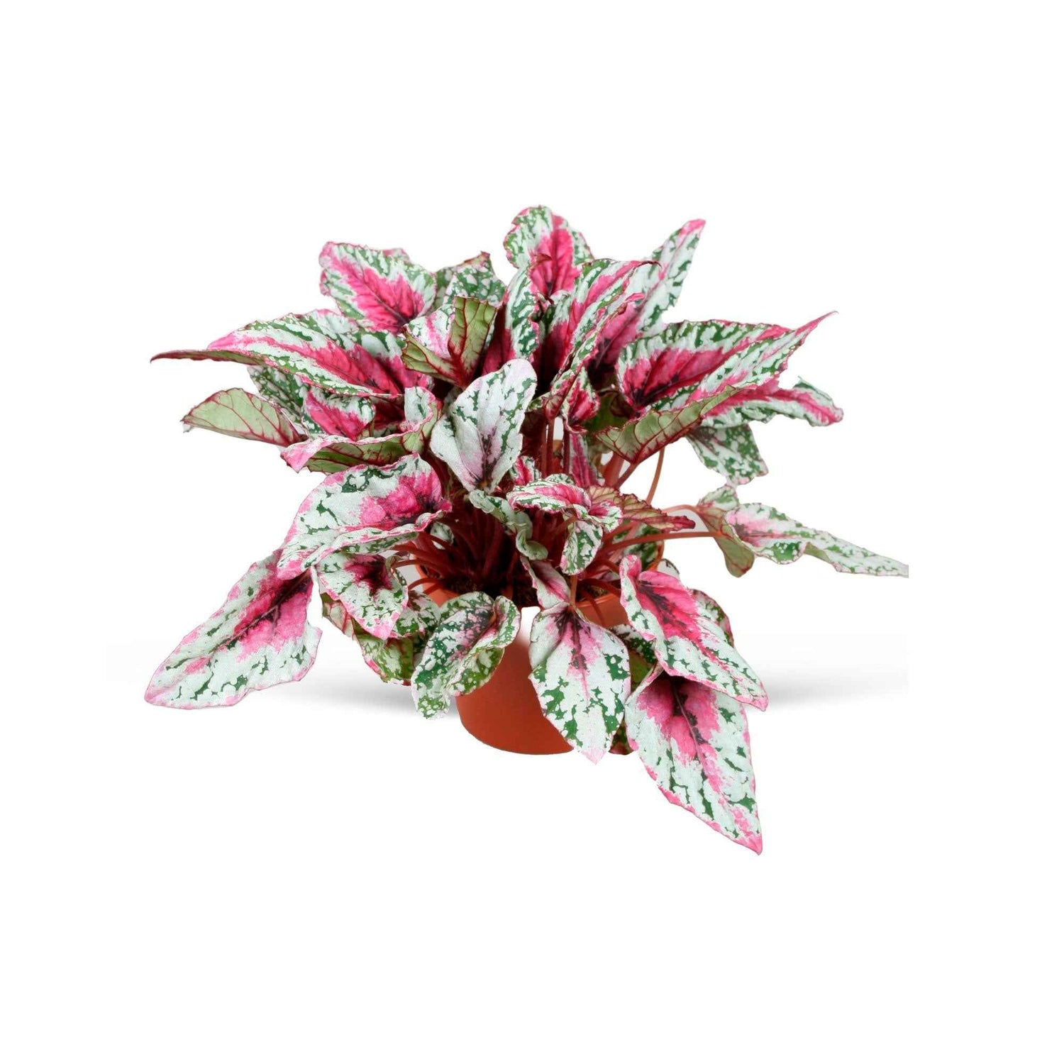 Begonia rex - Bégonia rex