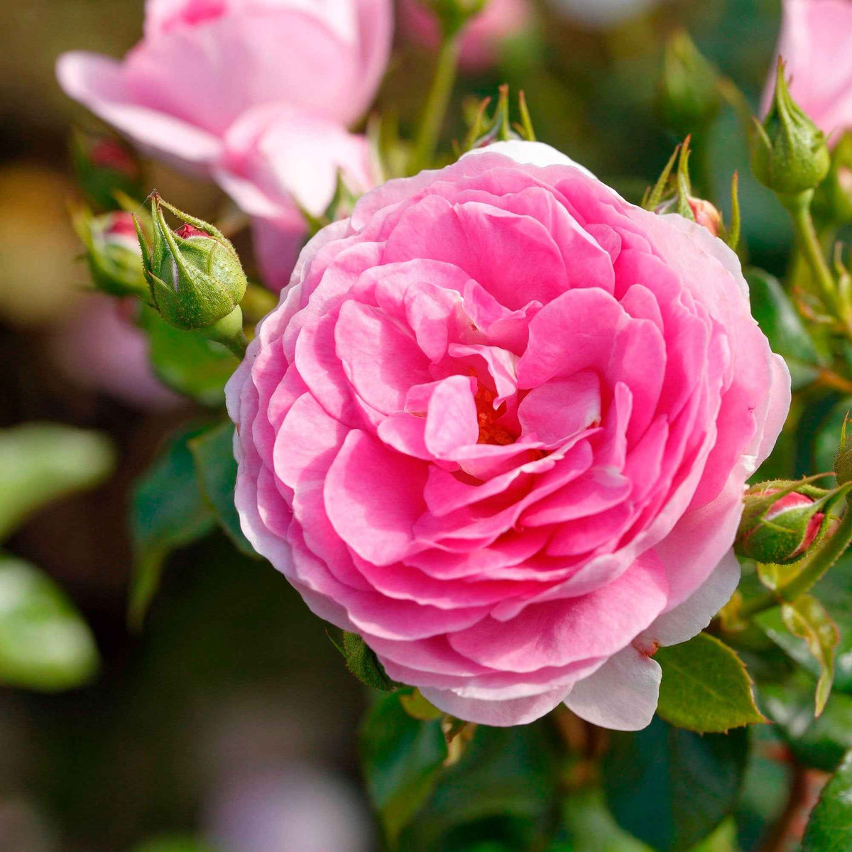 Rosier grimpant 'Ozeana' - Rosa ozeana ® - Bakker