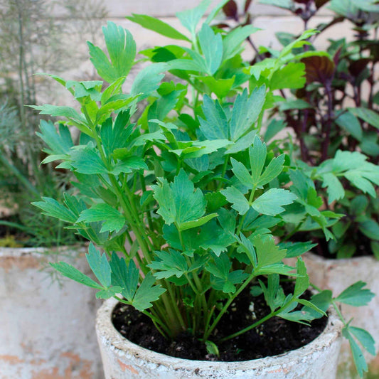 Livèche officinale - Herbes Aromatiques