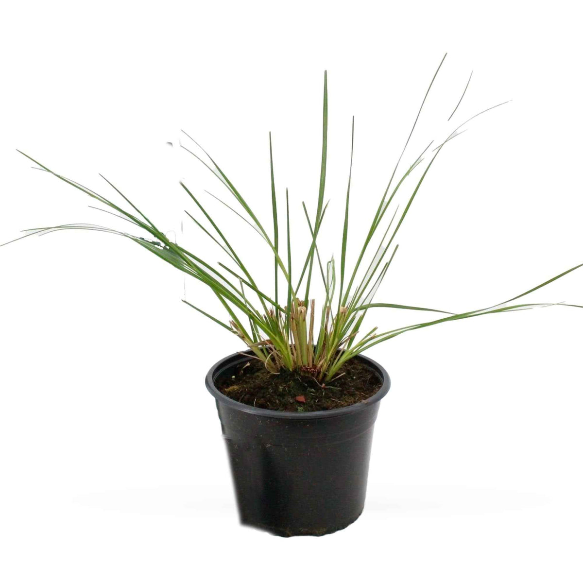 Cortaderia selloana pumila - Herbe de la pampa 'Pumila' - Herbe de la pampa - Cortaderia