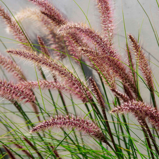 Pennisetum 'Red Head' - Caractéristiques des plantes