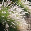 Pennisetum 'Fairy Tails' - Caractéristiques des plantes