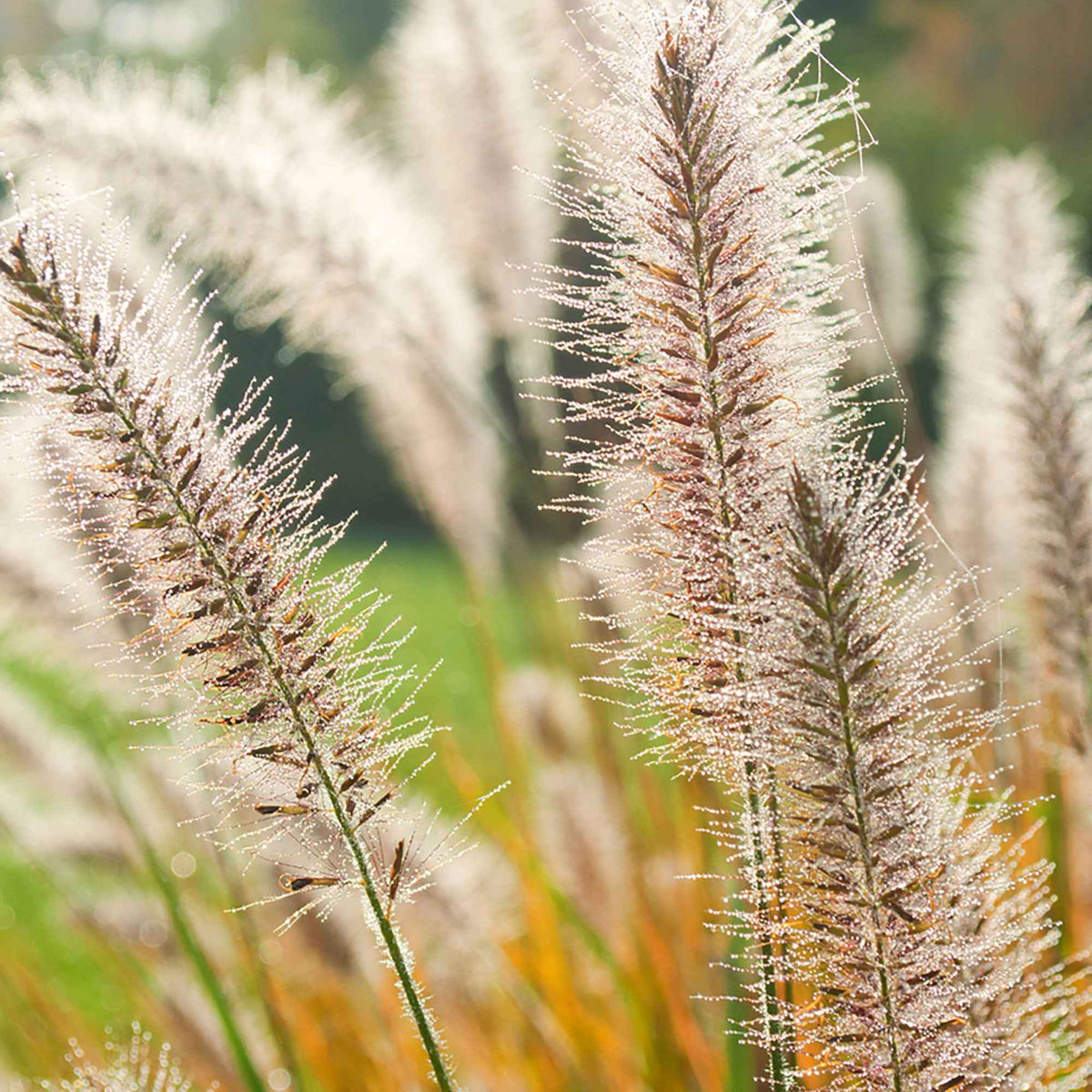 Pennisetum - Pennisetum 'Fairy Tails' - Pennisetum orientale Fairy Tails