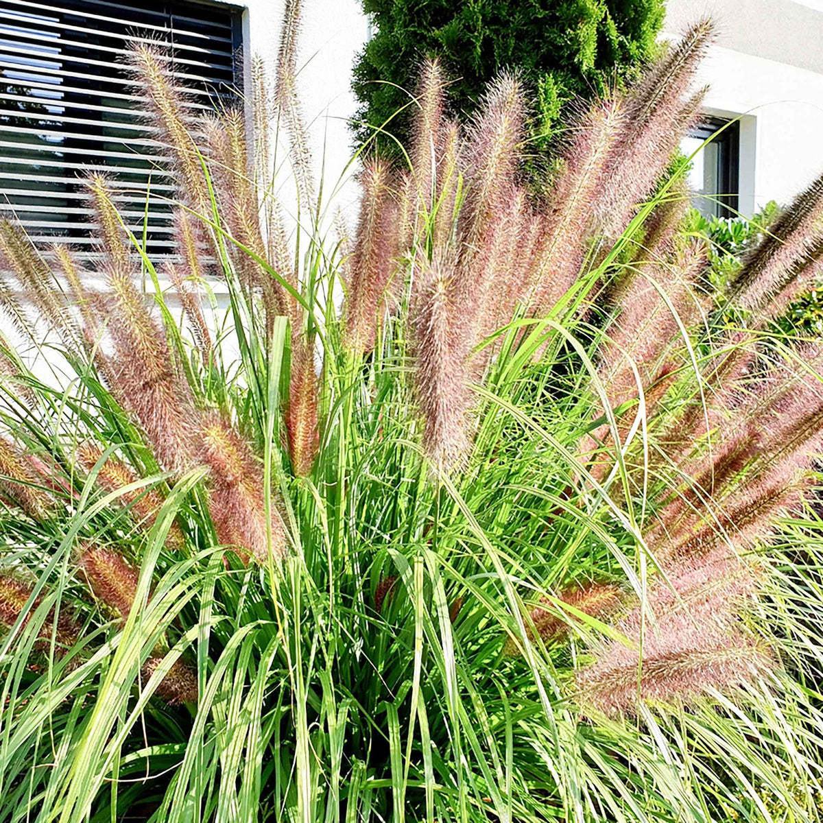Pennisetum 'Flamingo' - Pennisetum orientale flamingo - Bakker