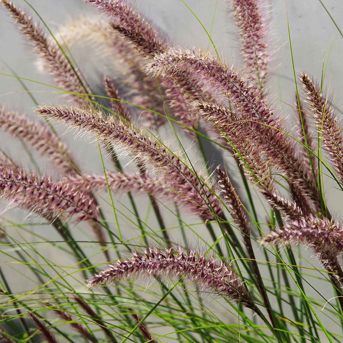 Pennisetum orientale flamingo - Pennisetum 'Flamingo' - Pennisetum