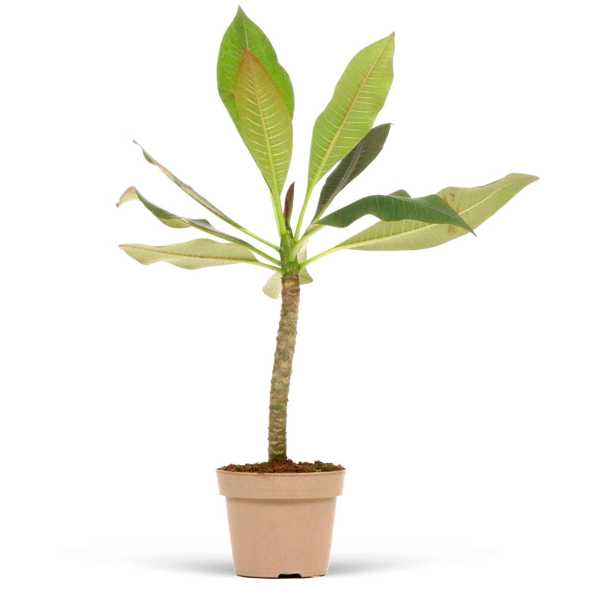 Vente Frangipanier rouge - Plumeria Rubra Bordeau