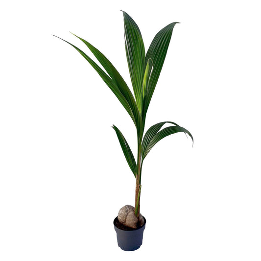 Cocotier Cocos nucifera - 1x hauteur de livraison 110-120 cm, pot de Diamètre 19 cm - Plantes d intérieur - undefined