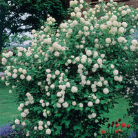 Bakker - Viorne Boule de Neige - Viburnum opulus roseum - Plantes d'extérieur