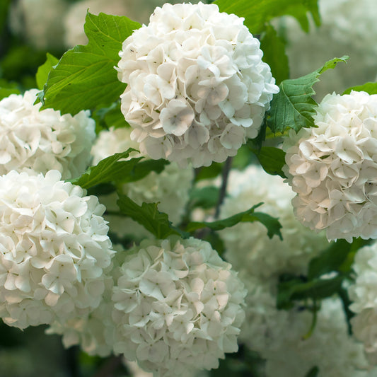 Viorne Boule de Neige - Bakker