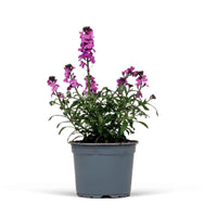 Giroflée arbustive Bowles Mauve - Hauteur 40-45 cm, Diamètre 17 cm - Nouvelles plantes d extérieur - undefined