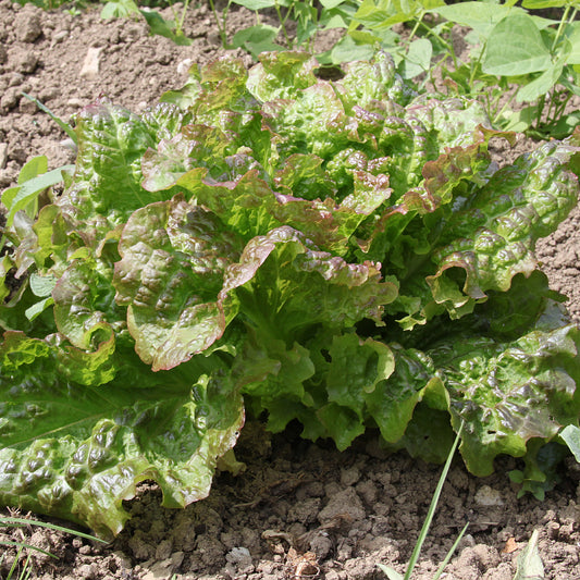 Laitue pommée De Trémont - Bakker