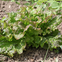 Graines de salades - Collection de 6 mois de salades - Collection 6 mois de laitues (grosse blonde, tremont, merveille des 4