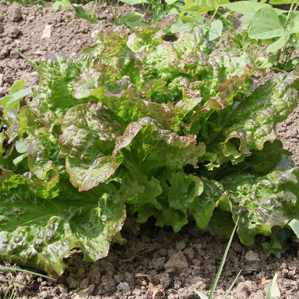 Graines de salades - Collection de 6 mois de salades - Collection 6 mois de laitues (grosse blonde, tremont, merveille des 4