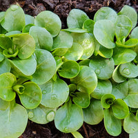 Mâche Verte à coeur plein 2 - Valerianella locusta verte à coeur plein 2 - Bakker