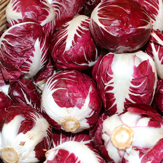 Chicorée sauvage Rouge de Vérone - Bakker