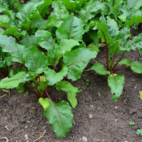 Beta vulgaris rouge d'egypte - Betterave noire d'Egypte - Graines de betteraves