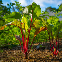 Betterave noire d'Egypte - Beta vulgaris rouge d'egypte - Bakker