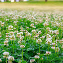 Graines De Trèfle Blanc - Sachet 1000 Graines, Pour Pelouse, Engrais Vert, Permaculture - 11