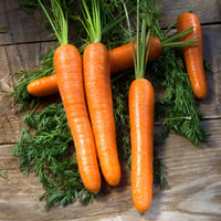 Bakker - Carotte Longue lisse de Meaux (6 g) - Daucus carota longue lisse de meaux (30 g) - Graines