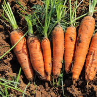Carotte demi-longue De Carentan - Daucus carota demi-longue de carentan - Bakker