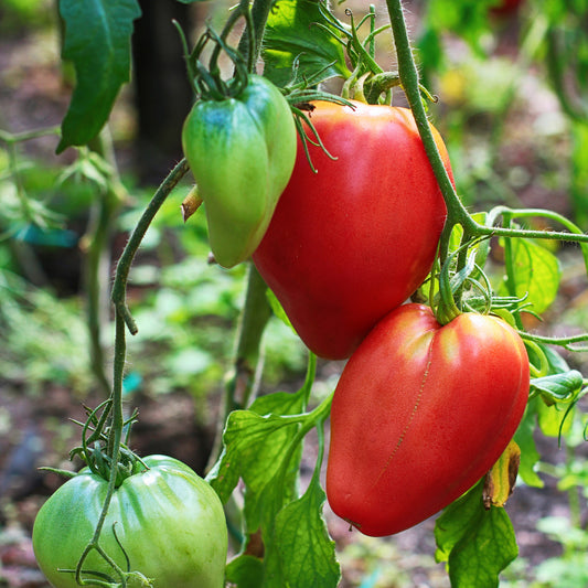 Solanum lycopersicum coeur de boeuf - Tomate charnue 'Coeur de Boeuf' - Graines de tomates