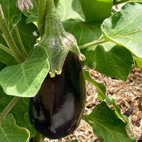 Bakker - Aubergine Bonica F1 - Solanum melongena bonica f1 - Graines