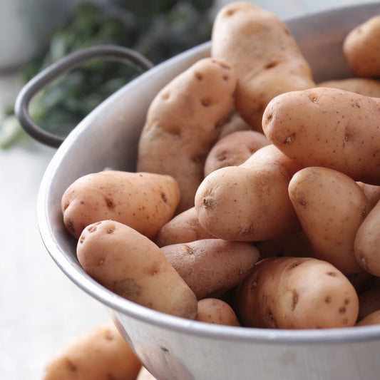 25 Pommes de terre Corne de Gatte - Pink fir Apple - Bakker