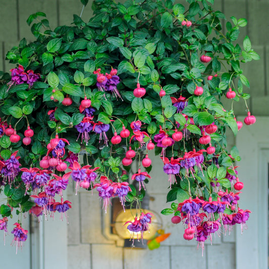 3 Fuchsias retombants Dark Eyes - Bakker