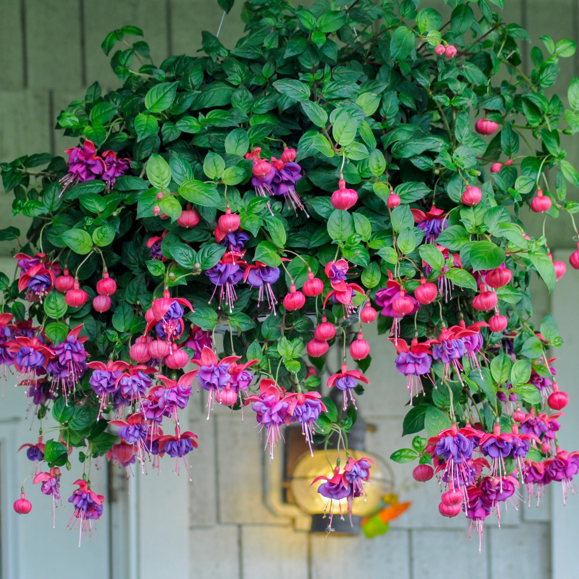 Fuchsias en mélange - Bakker.com | France