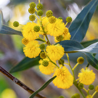 Bakker - Mimosa des 4 saisons - Acacia retinodes - Arbustes
