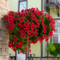 3 Pétunias retombants rouges - Petunia - Bakker