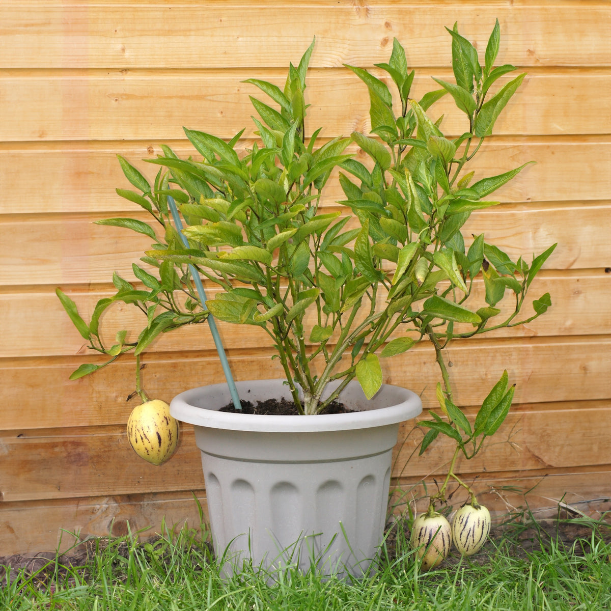 Fruitiers pour la terrasse - Poire-melon - Solanum muricatum