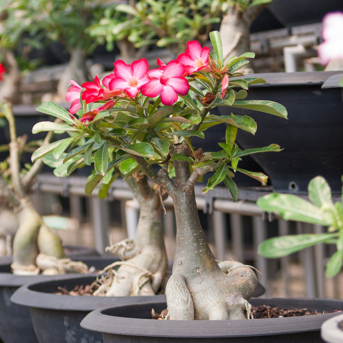 Vente Rose du désert - Adenium obesum