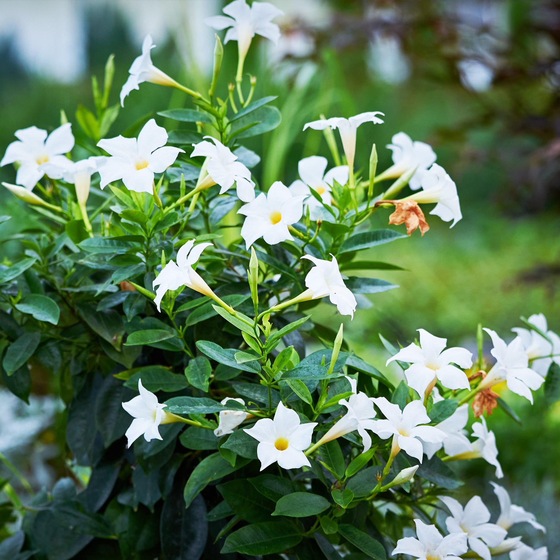 Jasmin du Chili Mandevilla - Arbustes grimpants