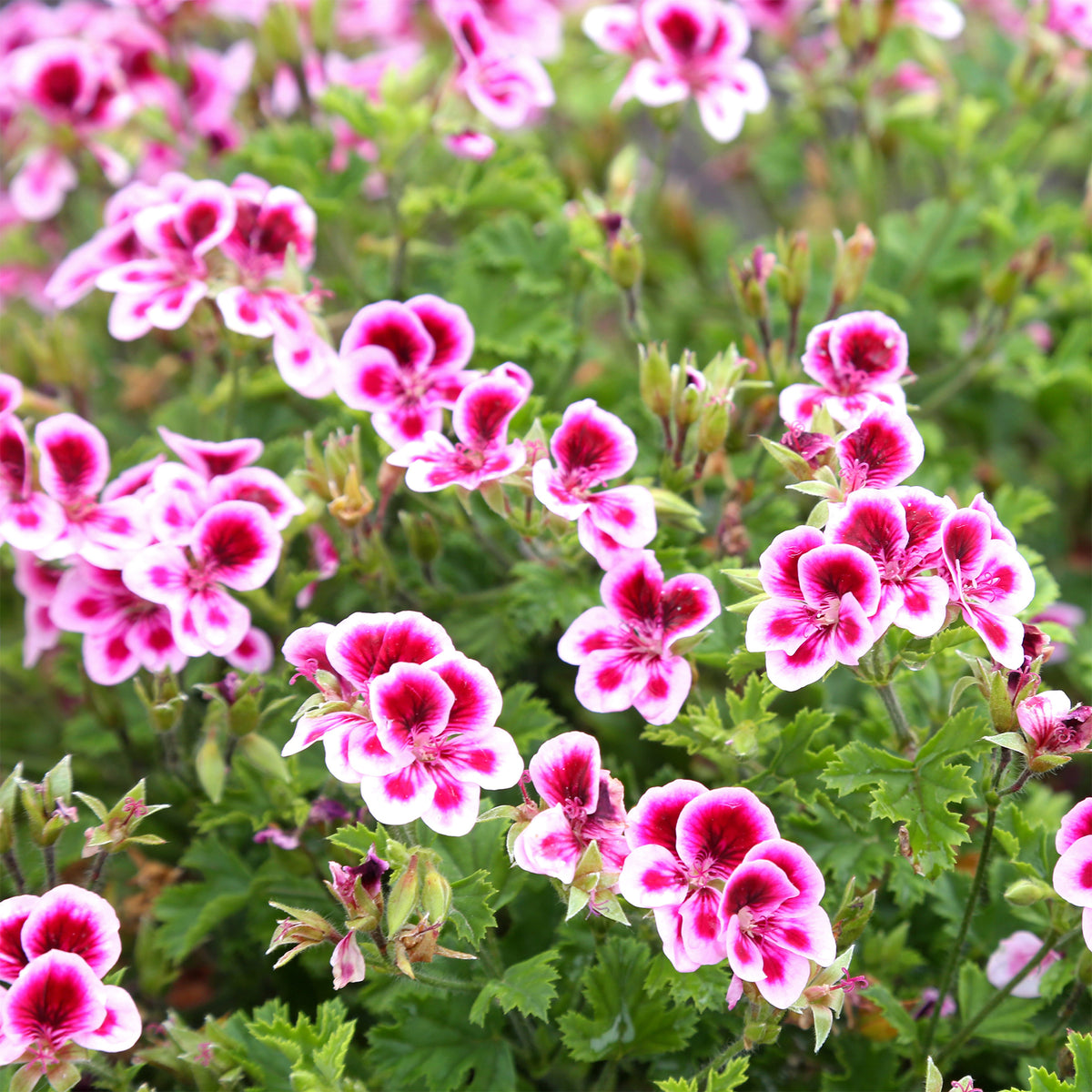 3 Géraniums parfumés Pansy - Bakker
