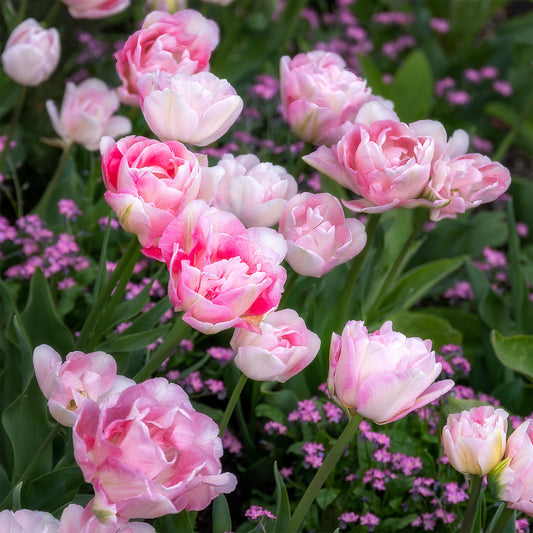 10 Tulipes à fleur de pivoine Angélique - Bakker