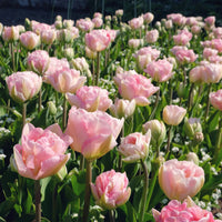 Vente Tulipa angélique - 10 Tulipes à fleur de pivoine Angélique